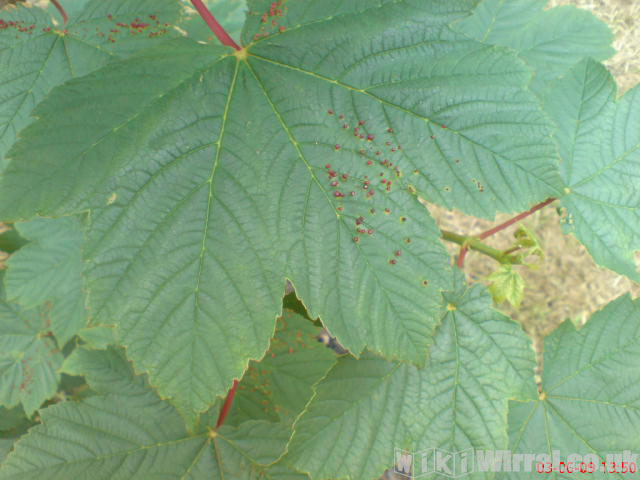 Attached picture bumps on leaves 2.jpg